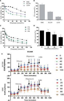 Inhibition of LDH-A by Oxamate Enhances the Efficacy of Anti-PD-1 Treatment in an NSCLC Humanized Mouse Model